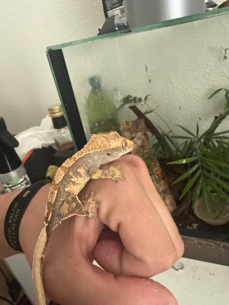 2 crested gecko (6months), Dieren en Toebehoren, Reptielen en Amfibieën, Hagedis, 0 tot 2 jaar