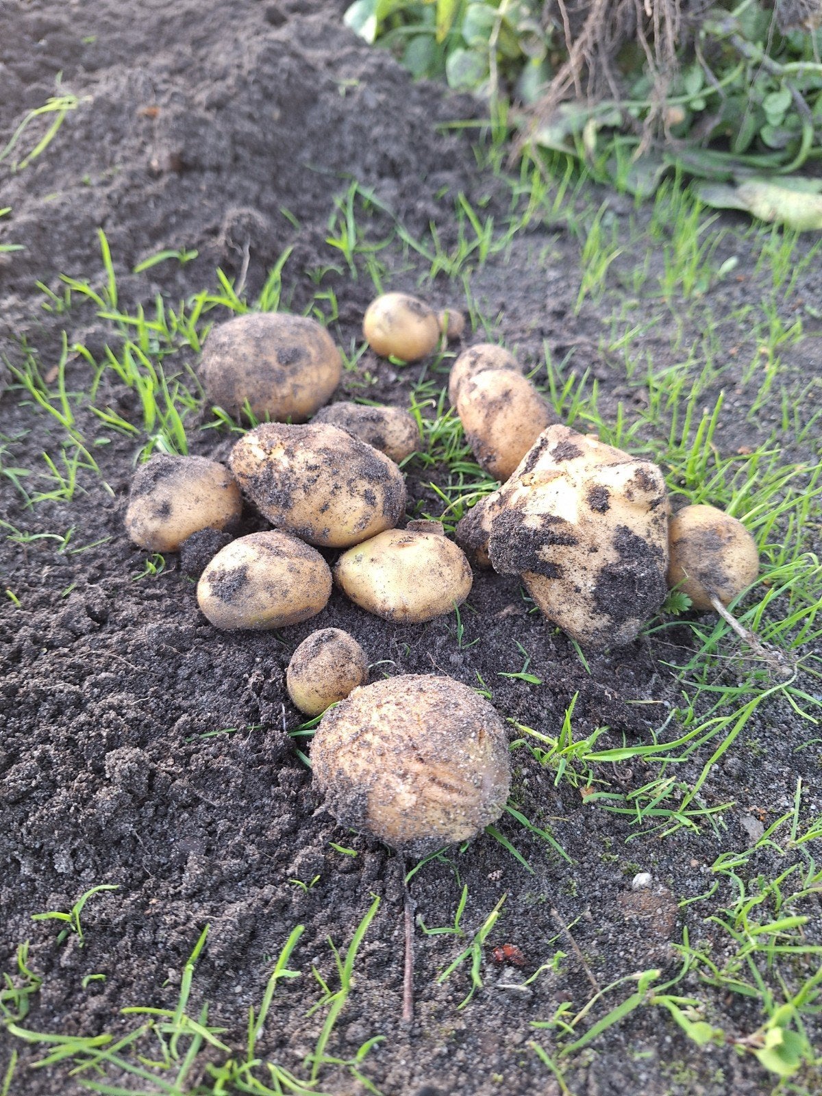 Nieuwe aardappelen, Ophalen of Verzenden