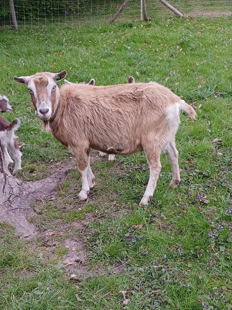 Toggenburger geit met geitlam, Dieren en Toebehoren, Schapen, Geiten en Varkens, Vrouwelijk, Geit, 0 tot 2 jaar