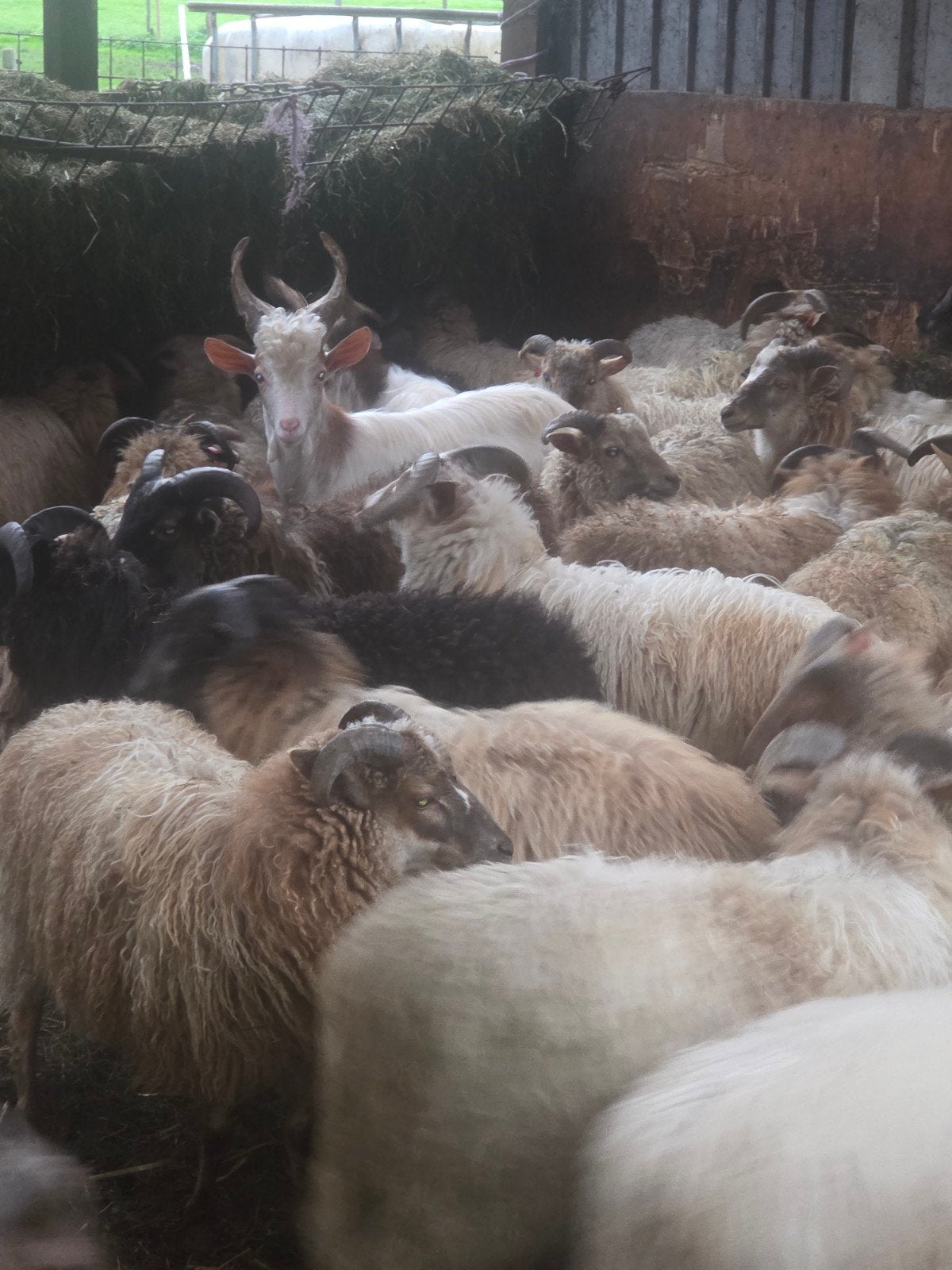te koop koppel rammen, Dieren en Toebehoren