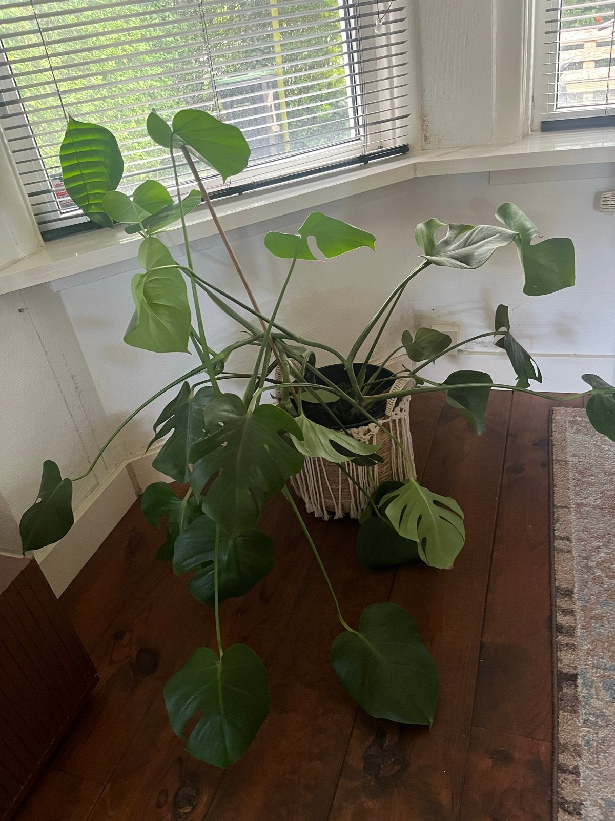 Grote Monstera - Kamerplant, Ophalen, Overige soorten, Halfschaduw, In pot