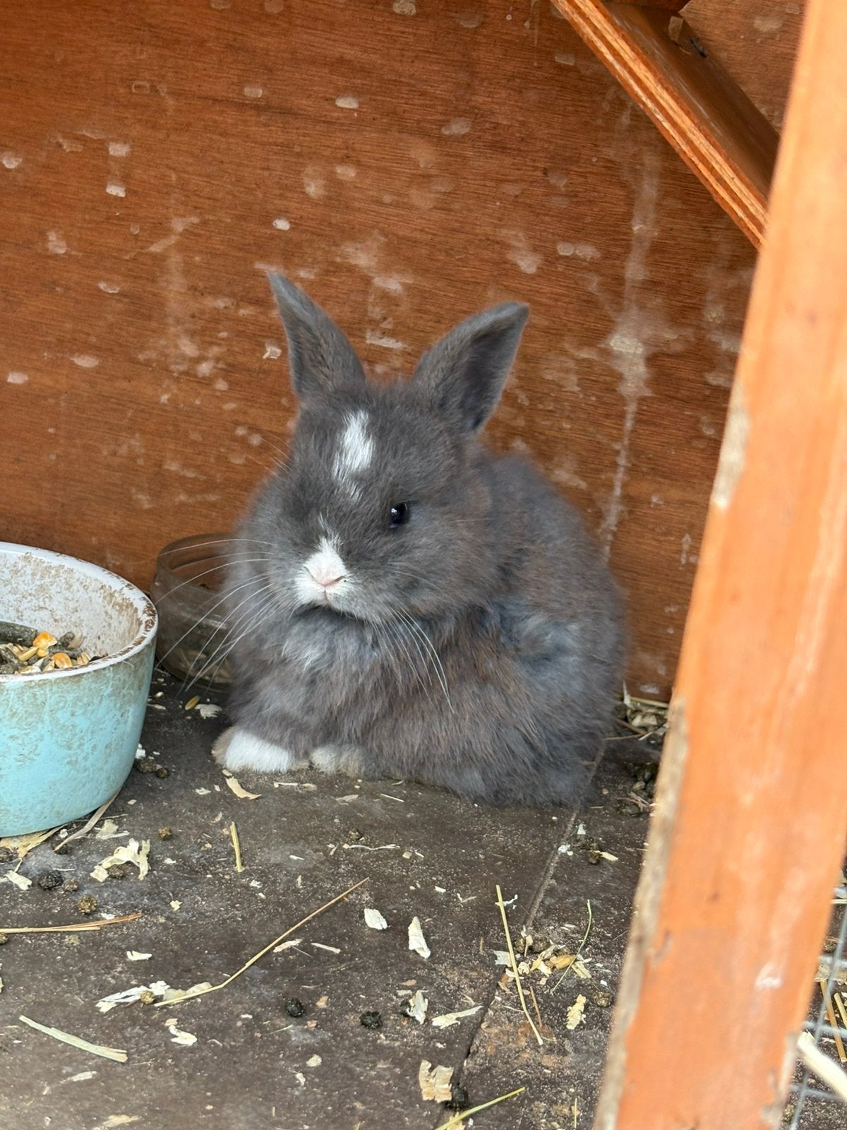 2 lieve jonge konijntjes, Meerdere dieren, Klein, Hangoor, 0 tot 2 jaar