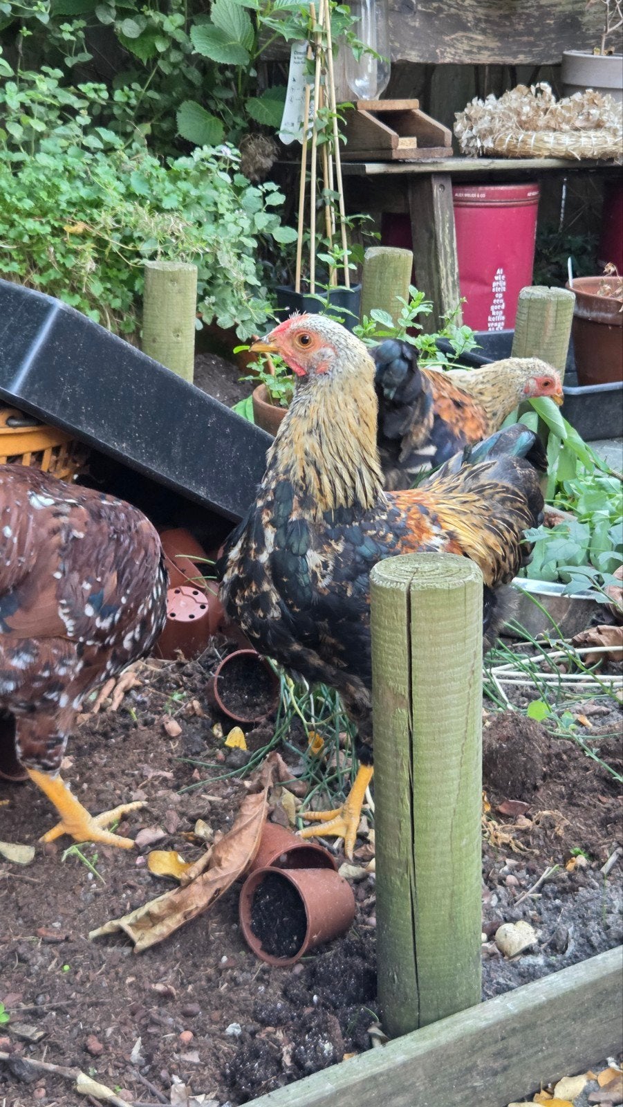 Wyandotte hanen, 5 stuks, verschillende kleuren., Dieren en Toebehoren, Pluimvee, Mannelijk, Kip