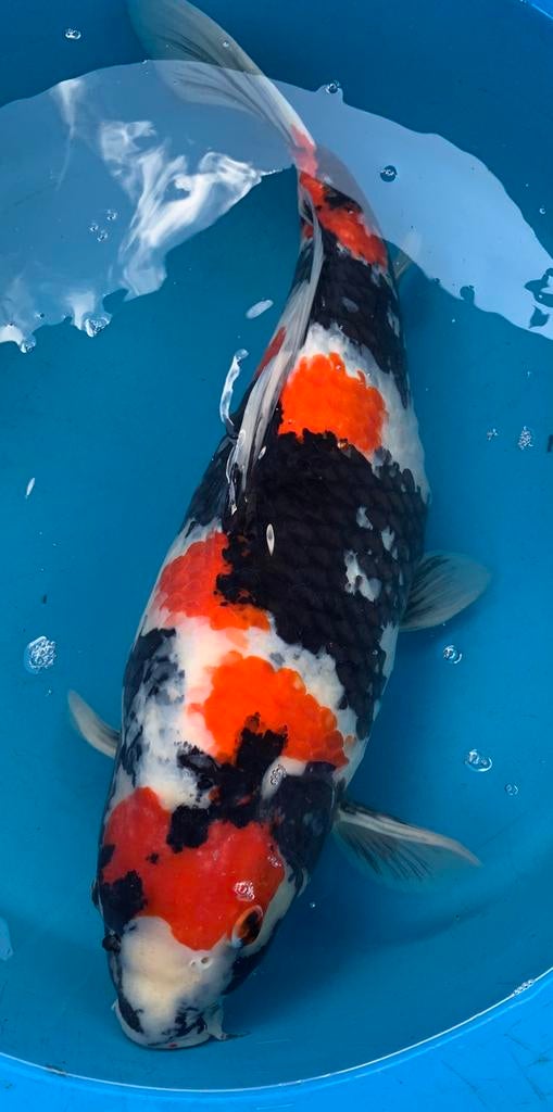 Mooie grote showa, kweker Sekiguchi, 4 jaar, 63 cm, Dieren en Toebehoren, Karper of Koi