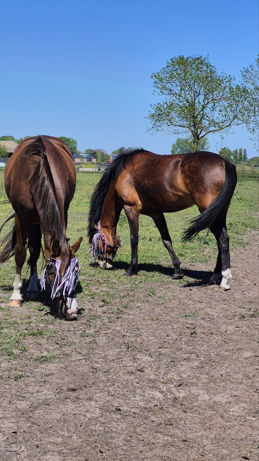 Gezocht weide en stalling eigen beheer., Stalling