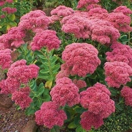 Mooie Sedum 'Herbstfreude' (Hemelsleutel) in pot!, Tuin en Terras, Planten | Tuinplanten, Ophalen, Volle zon
