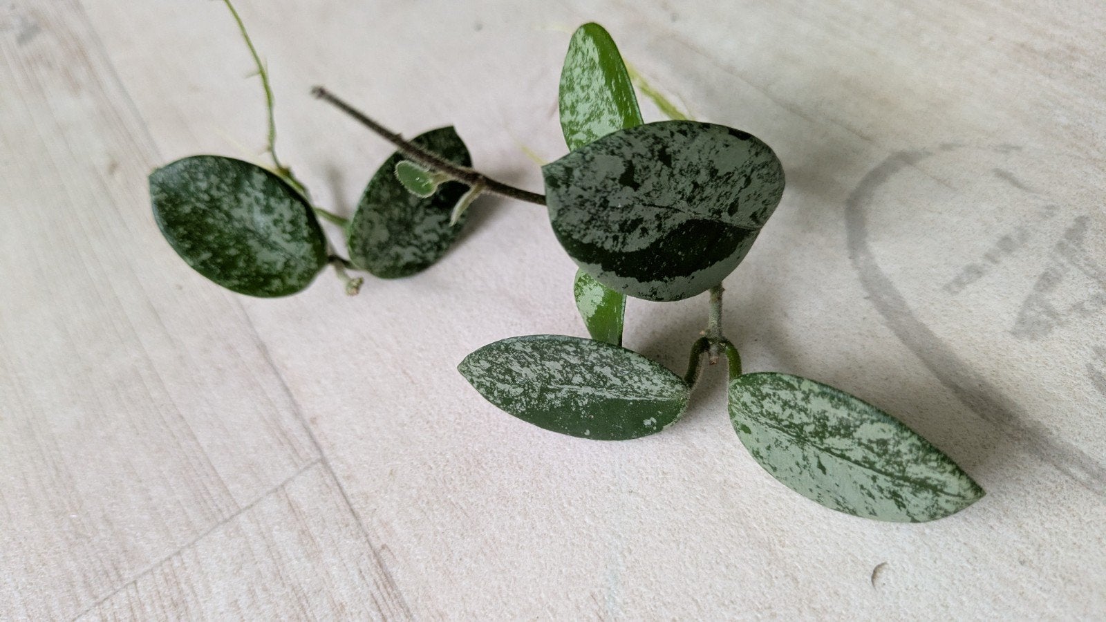 Hoya Mathilde splash, Ophalen of Verzenden, Halfschaduw, Minder dan 100 cm