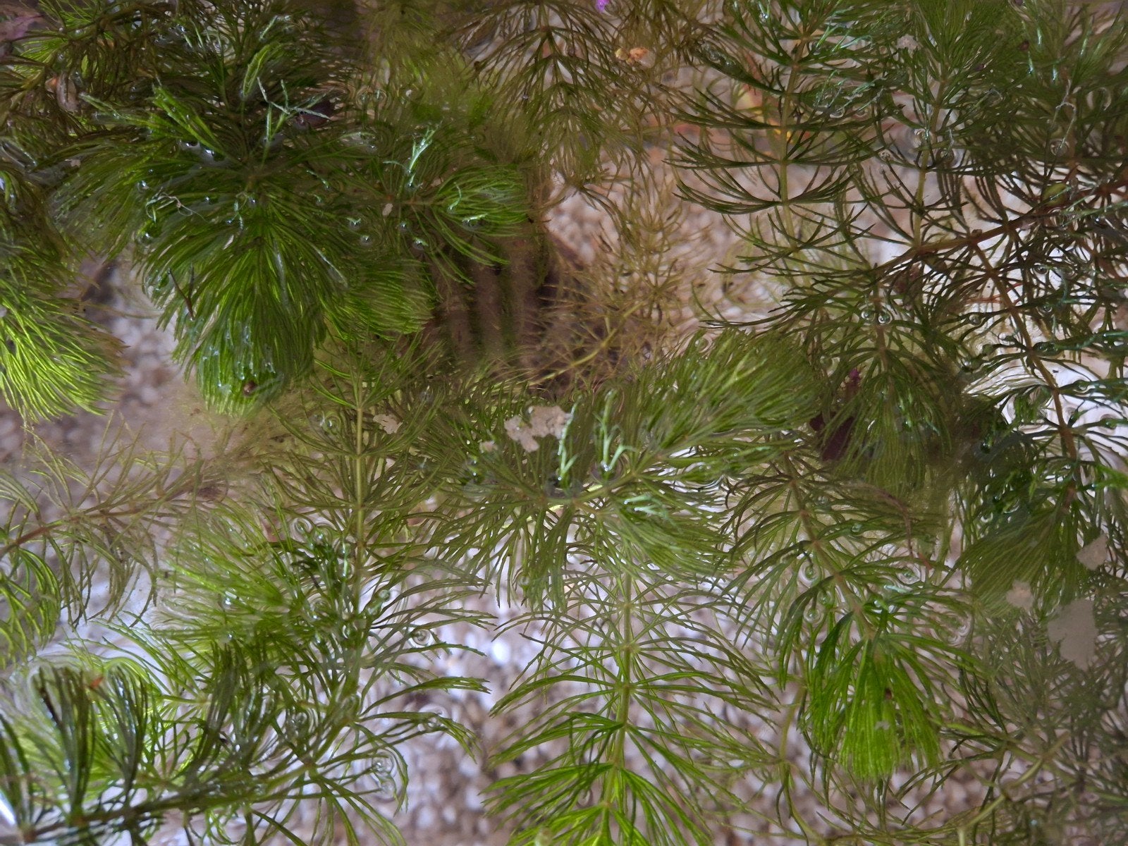 Waterplanten, hoornblad, zuurstof planten, Ophalen