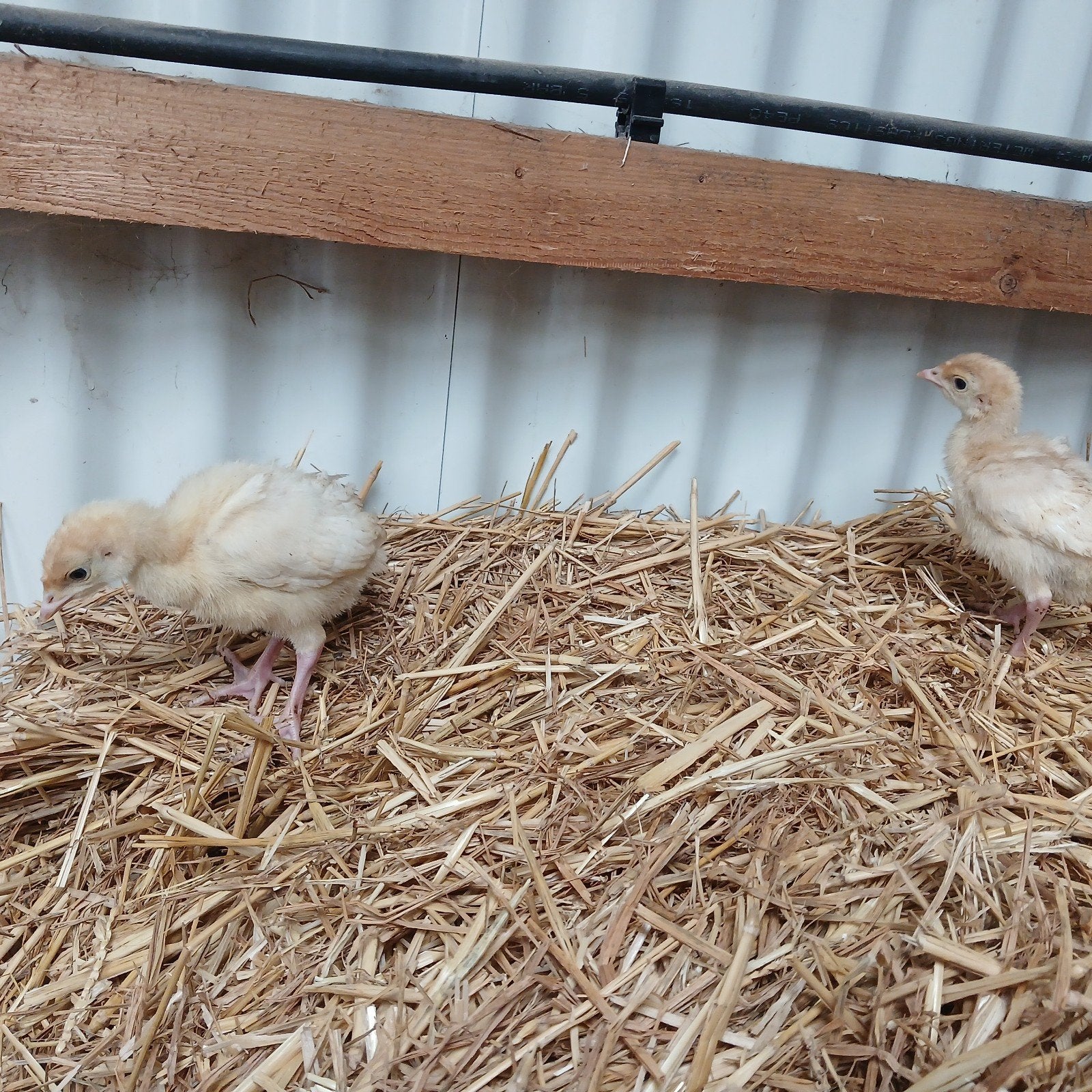 amerikaanse breedborst kalkoen kuikens te koop, Meerdere dieren, Kalkoen