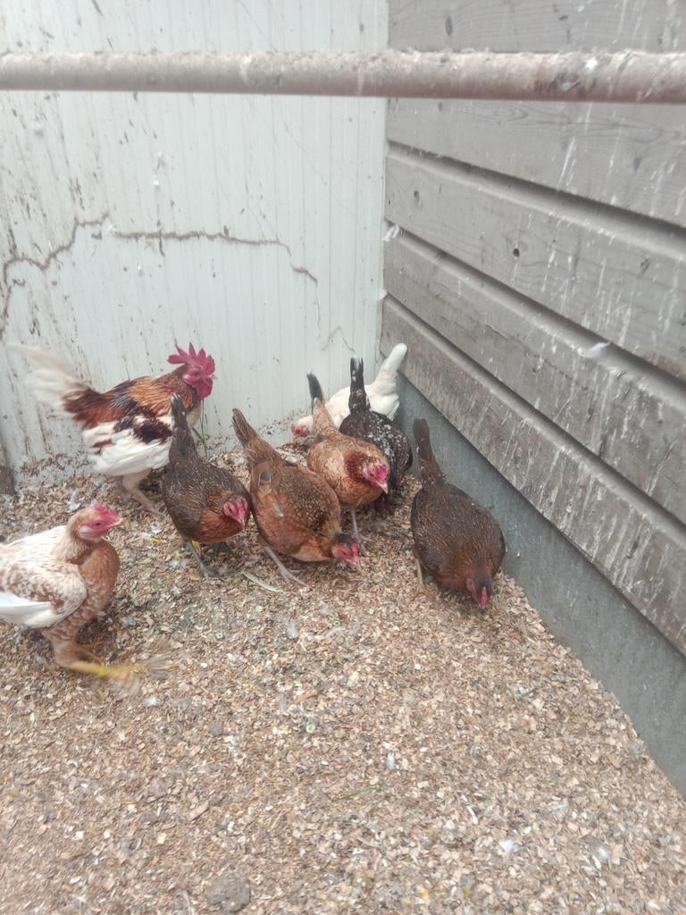 Oud Engelse kriel kippen ik drie trio naar wens, Dieren en Toebehoren, Pluimvee, Meerdere dieren, Kip
