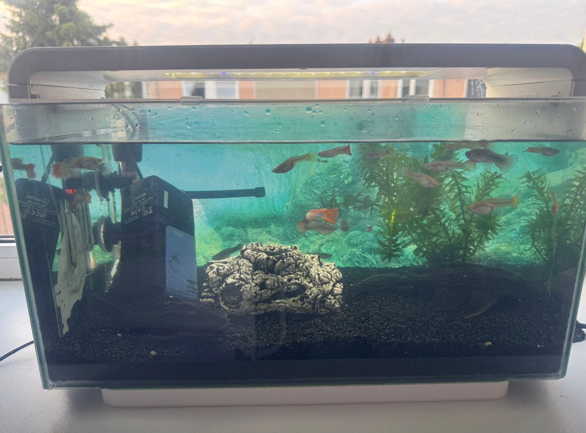 Superfish aquarium 25 home, Ophalen, Superfish, Verwarming, Gevuld zoetwateraquarium