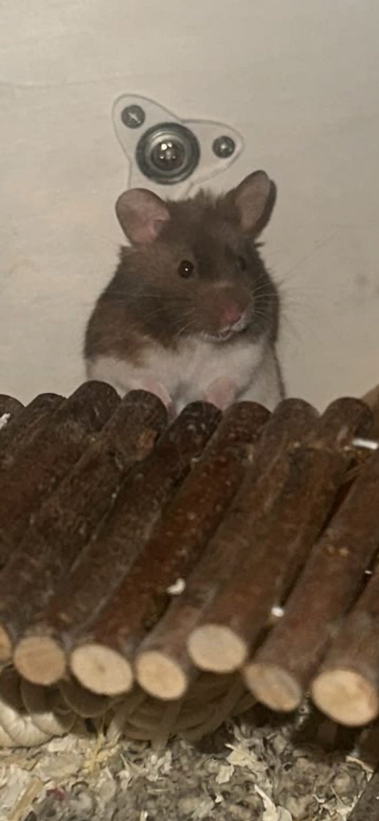 Goudhamster met Kooi en Toebehoren. Enkele weken oud., Dieren en Toebehoren, Ophalen, Zo goed als nieuw, Loopwiel of Rad