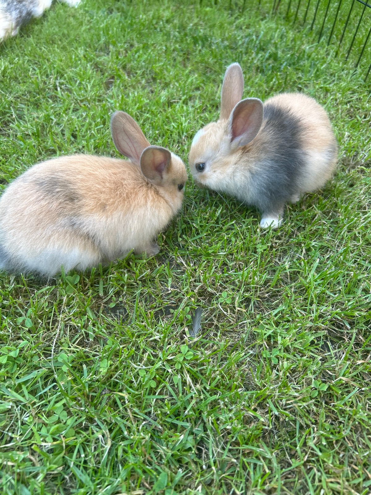 Lieve konijntjes, Meerdere dieren
