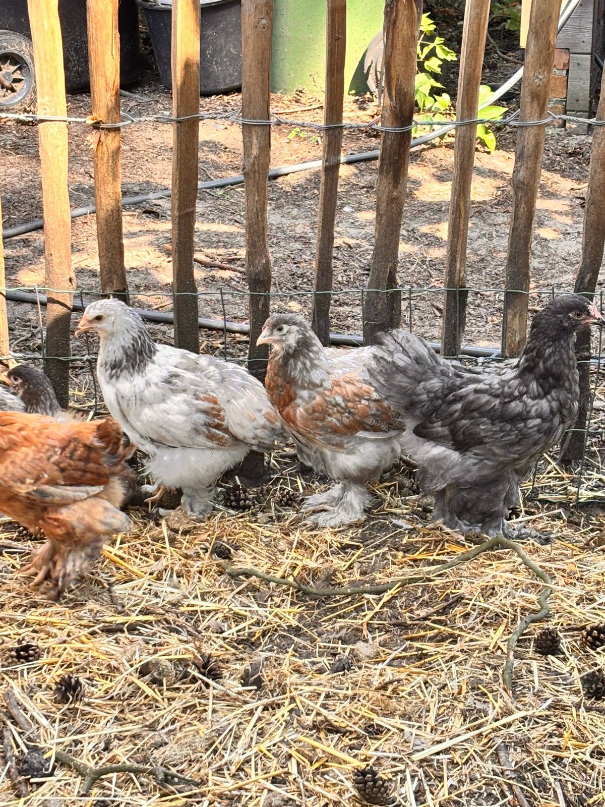 brahma hennen groothoenders, Dieren en Toebehoren, Vrouwelijk, Kip