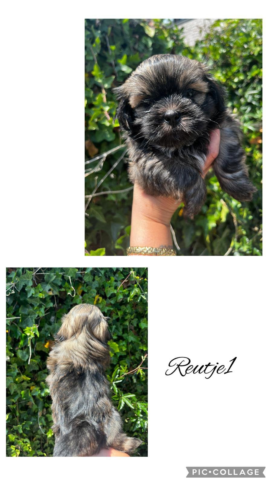 Raszuivere Shih Tzu pups!, Dieren en Toebehoren, Parvo, Overige rassen, 8 tot 15 weken, Meerdere