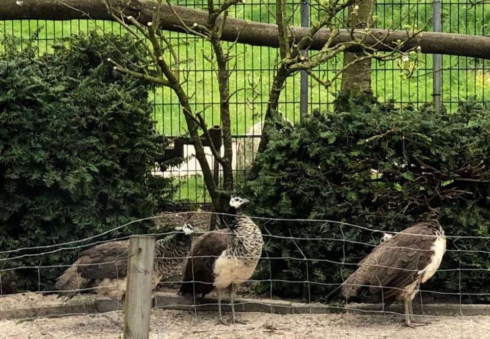 Grijze vrouwtjes pauwen te koop, Dieren en Toebehoren, Pluimvee, Vrouwelijk, Overige soorten