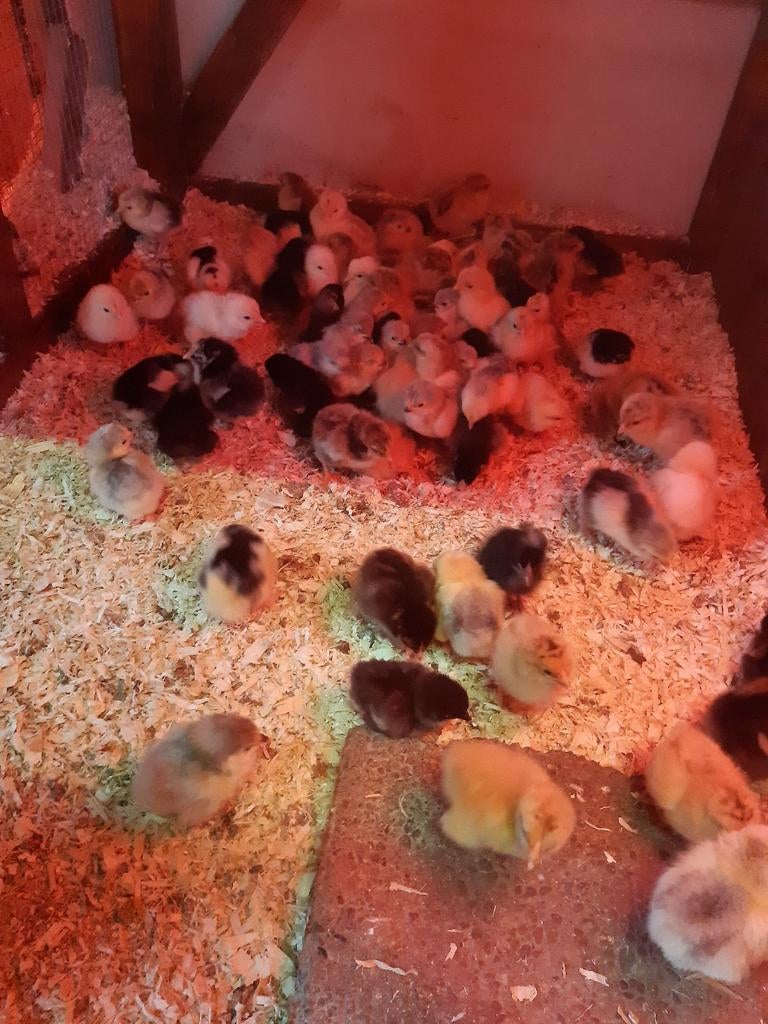 Gesekste kuikentjes van verschillende rassen beschikbaar, Dieren en Toebehoren, Pluimvee, Vrouwelijk, Kip