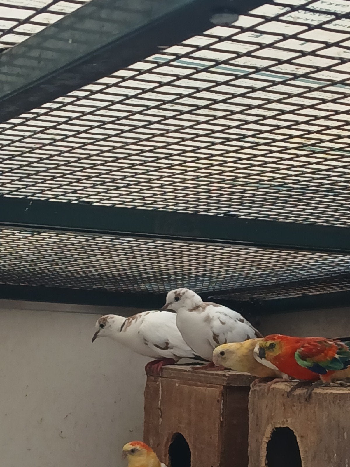 bonte tortelduiven, Meerdere dieren, Overige soorten