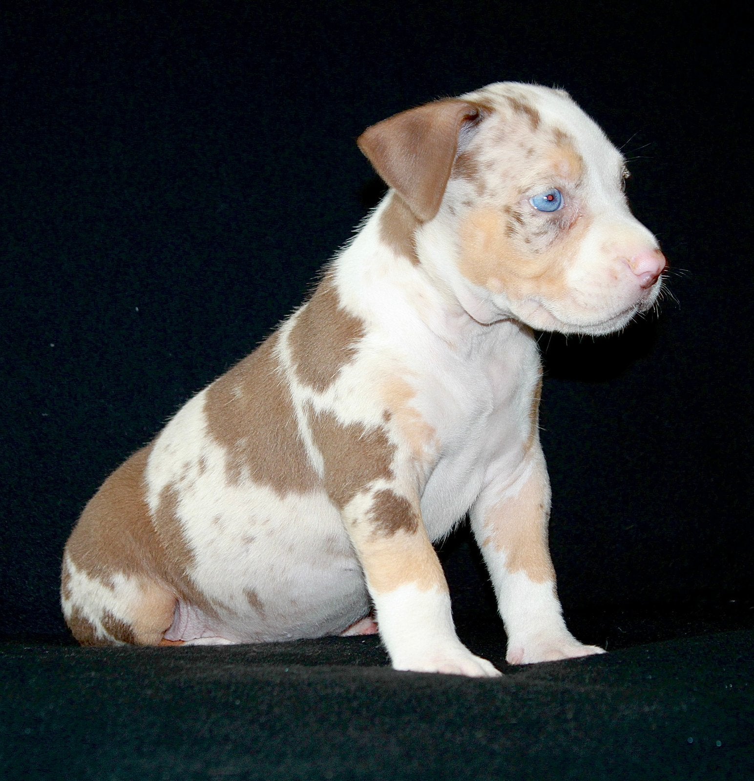 American bully XL tri color merle ( Lees beschrijving goed ), Parvo, Overige rassen, 8 tot 15 weken, Meerdere