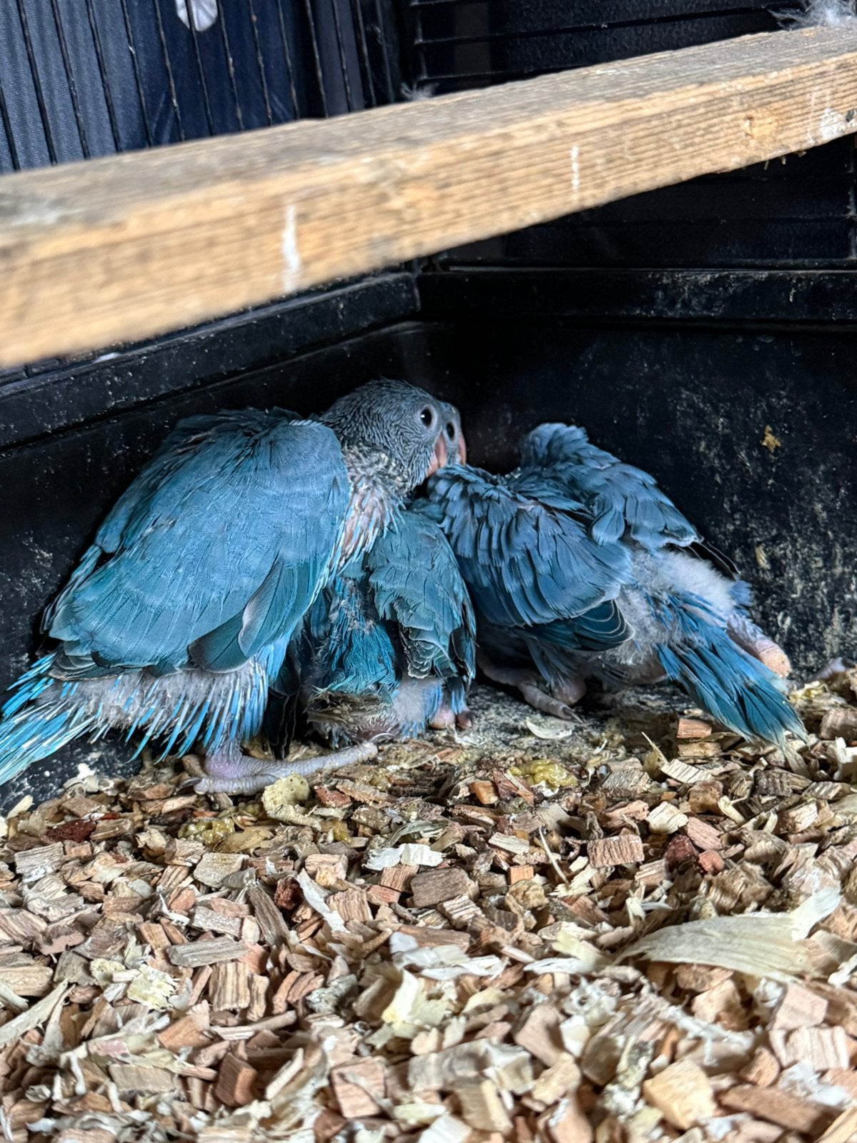 Baby’s halsband parkiet Tam, Dieren en Toebehoren, Vogels | Parkieten en Papegaaien, Meerdere dieren, Parkiet