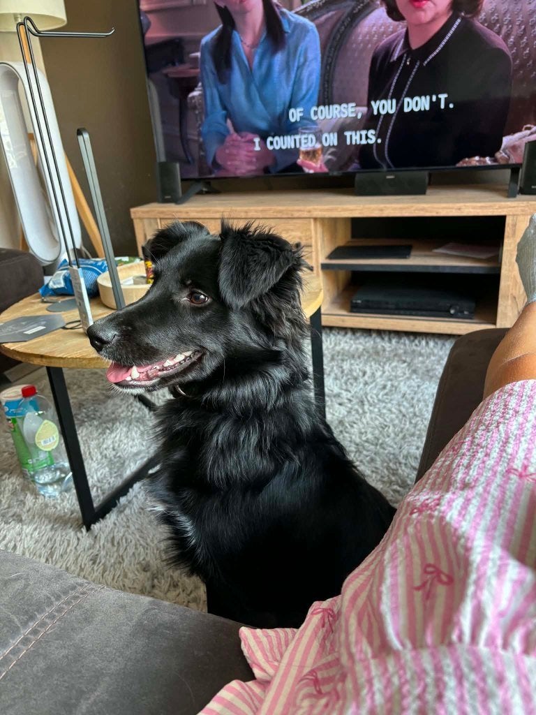 Lieve hond kruising moet dringend weg, Dieren en Toebehoren, Honden | Niet-rashonden, België, Particulier, 1 tot 2 jaar, Teef