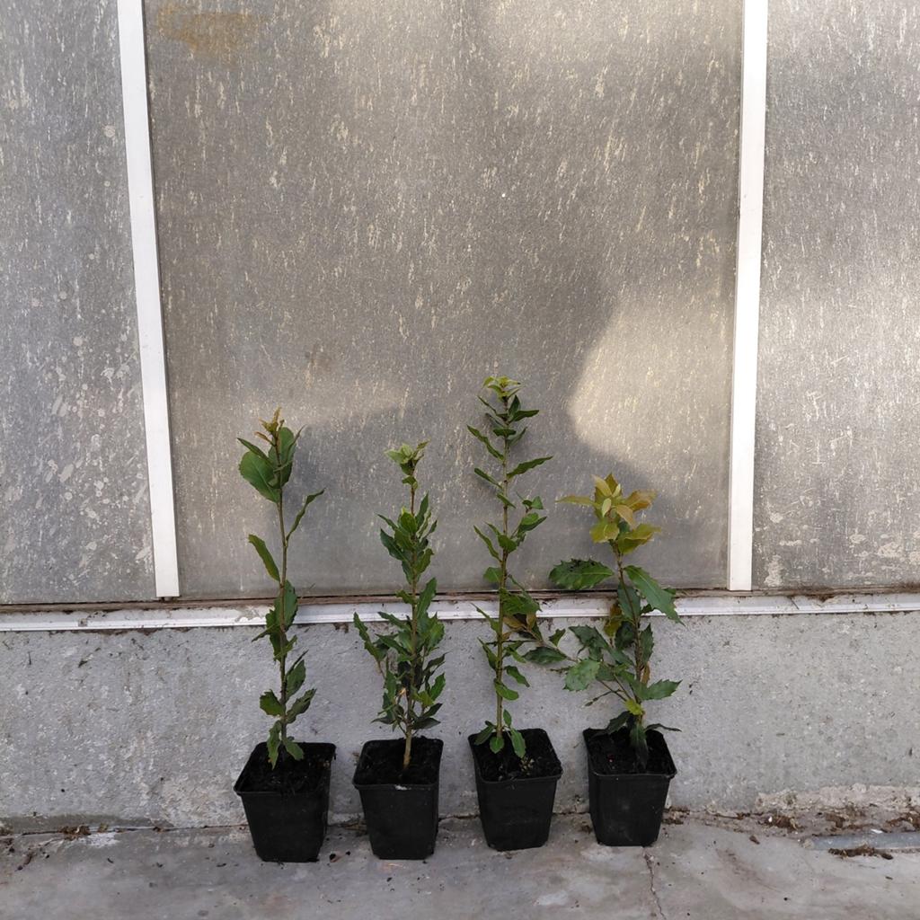 Steeneik | Quercus ilex | Verzenden mogelijk! Groenblijvend!, Volle zon, Bloeit niet, 100 tot 250 cm, Overige soorten