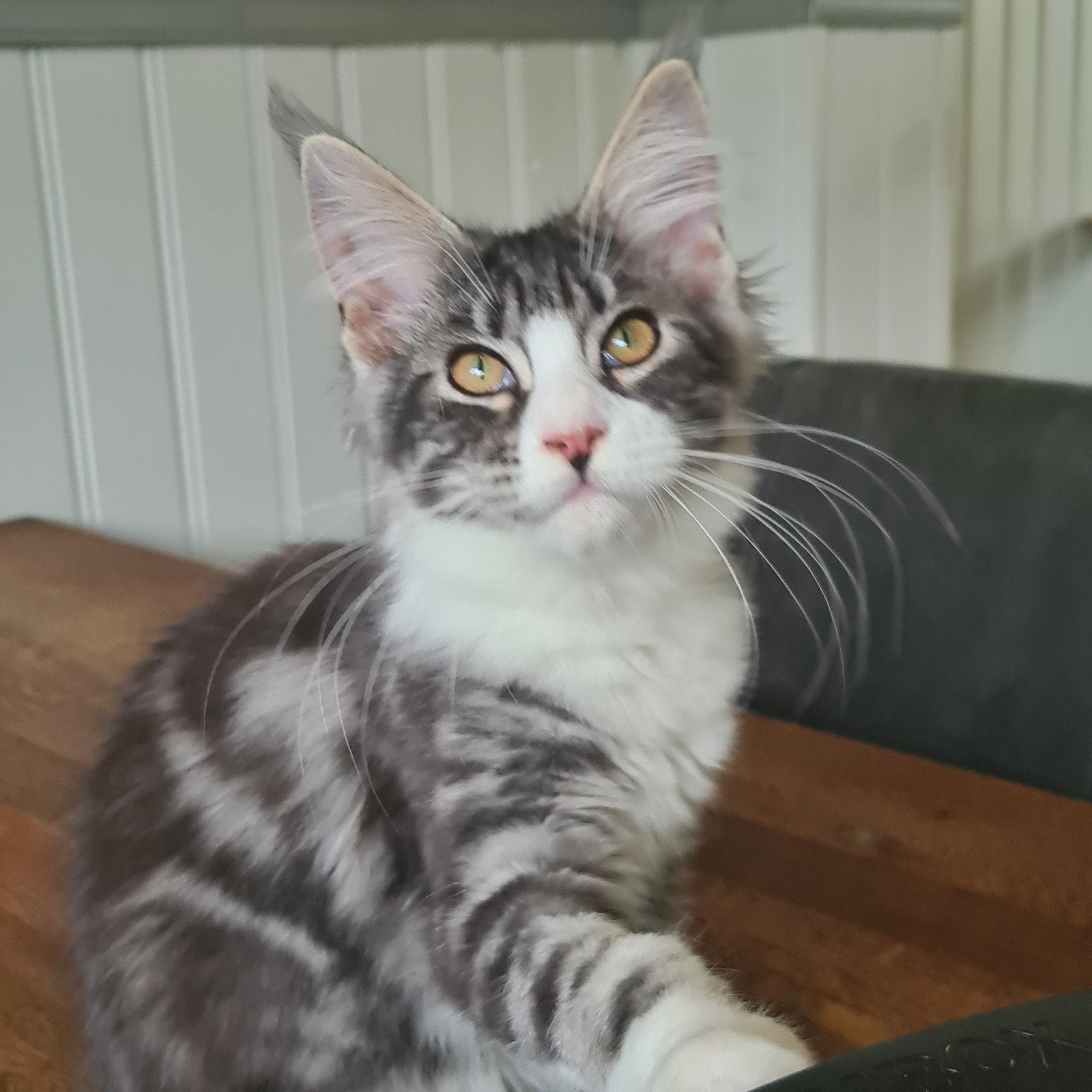 Laatste maine coon vrouwtje, Meerdere dieren, Ontwormd, 0 tot 2 jaar