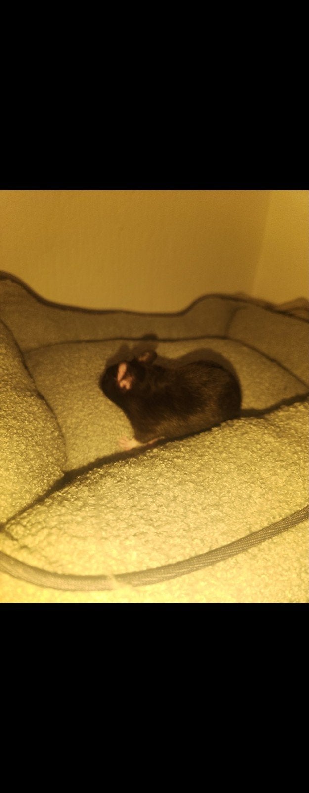 goud hamster, Dieren en Toebehoren, Knaagdieren, September, Mannelijk, Tam