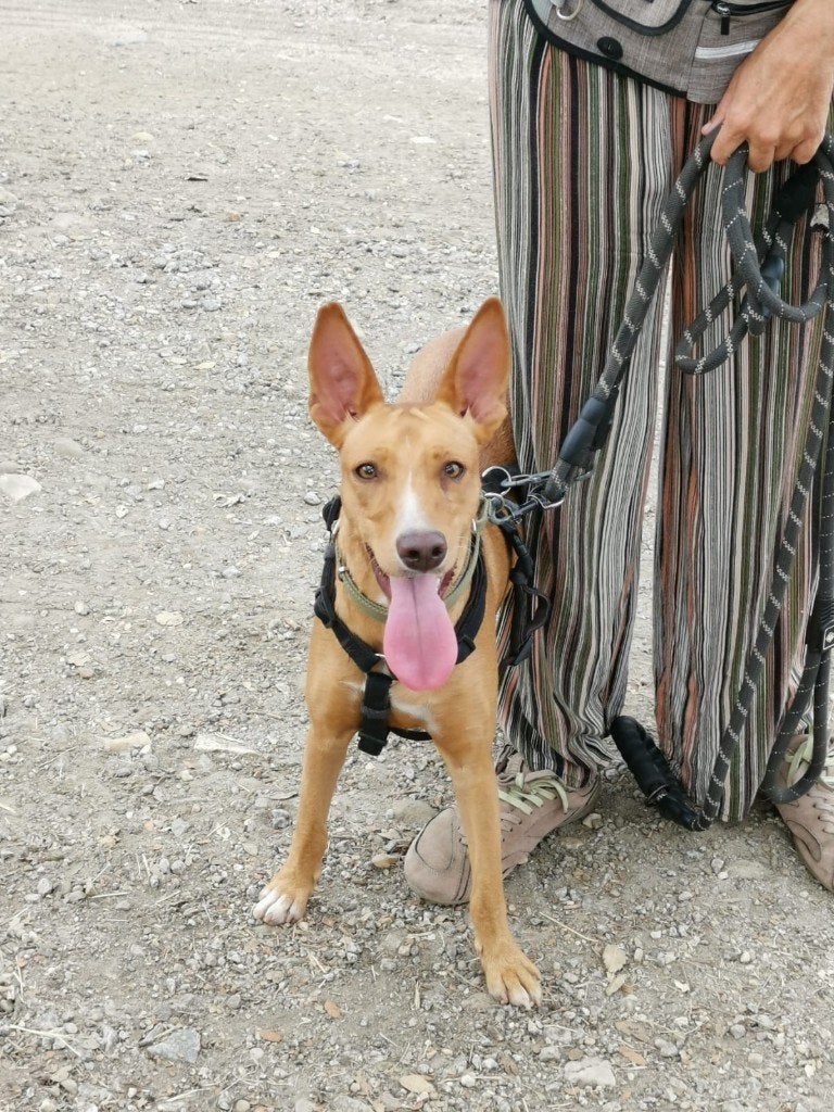 Waar mag deze lieve soeelse hond Willow komen wonen?, Dieren en Toebehoren, Particulier, 15 weken tot 1 jaar, Reu, Buitenland