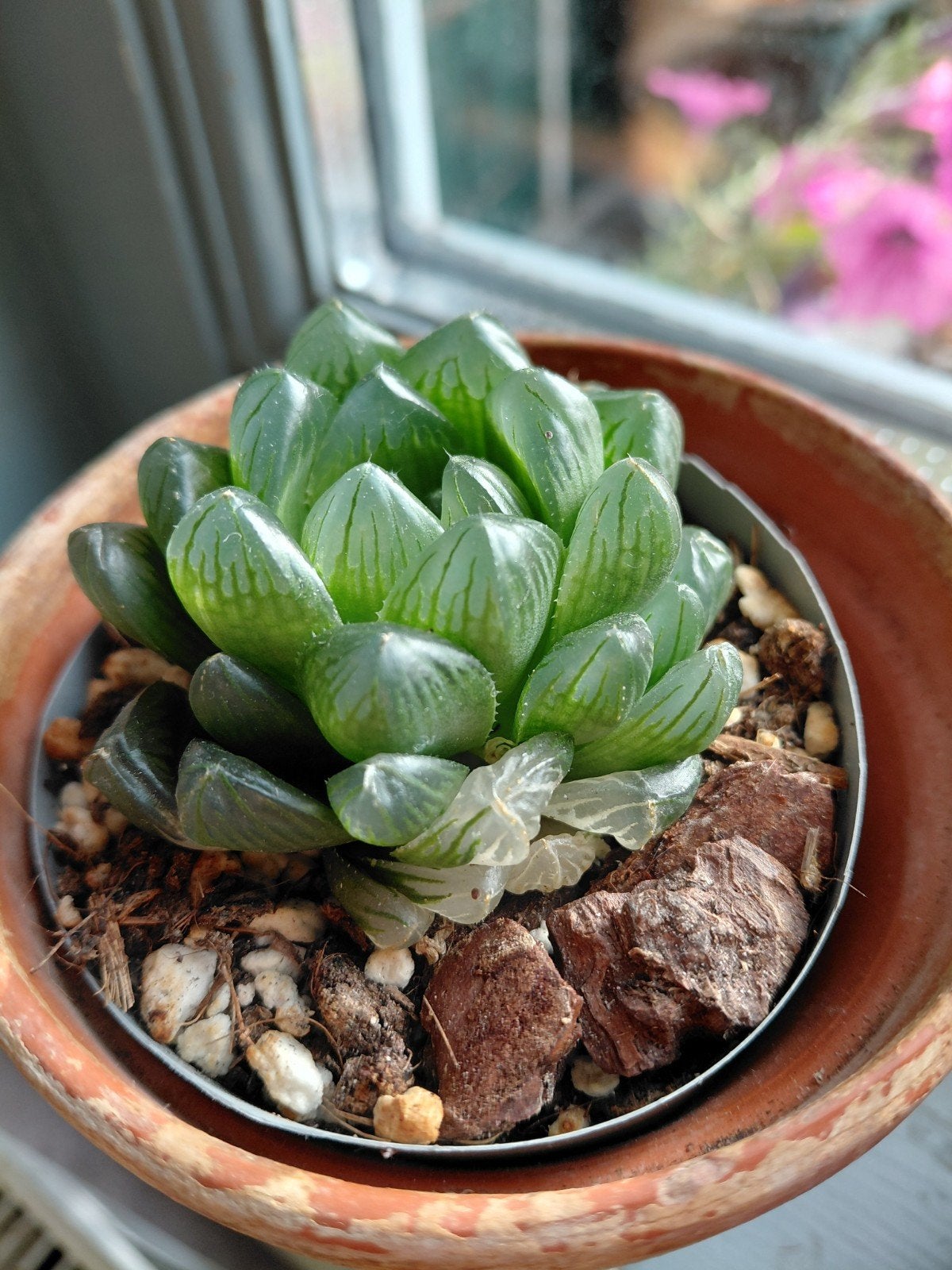 Haworthia Albo, zie je niet vaak, Ophalen of Verzenden, Halfschaduw, Minder dan 100 cm
