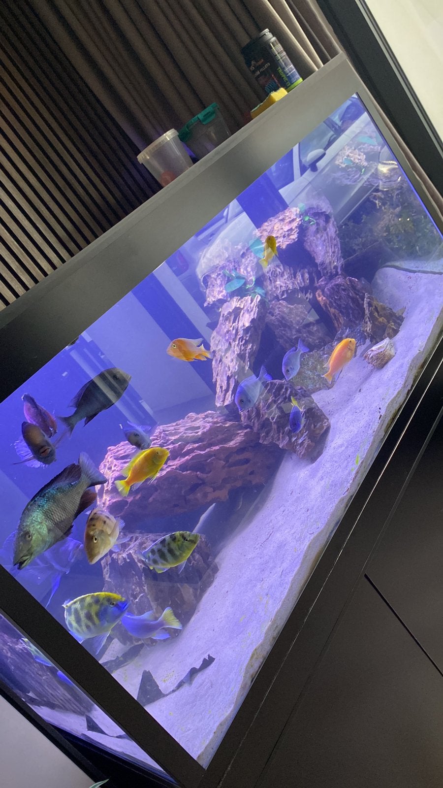 Verschillende malawi’s te koop, Ophalen of Verzenden, Zo goed als nieuw, Gevuld zoetwateraquarium