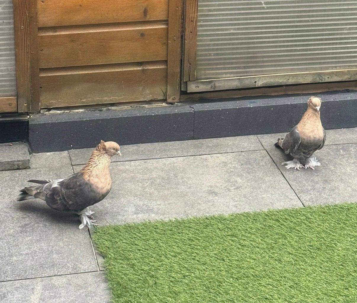 Takla platin, Meerdere dieren