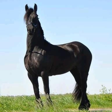 Fries paard, stamboek merrie, Dieren en Toebehoren, Paarden, Merrie, Minder dan 160 cm, 7 tot 10 jaar, Recreatiepaard