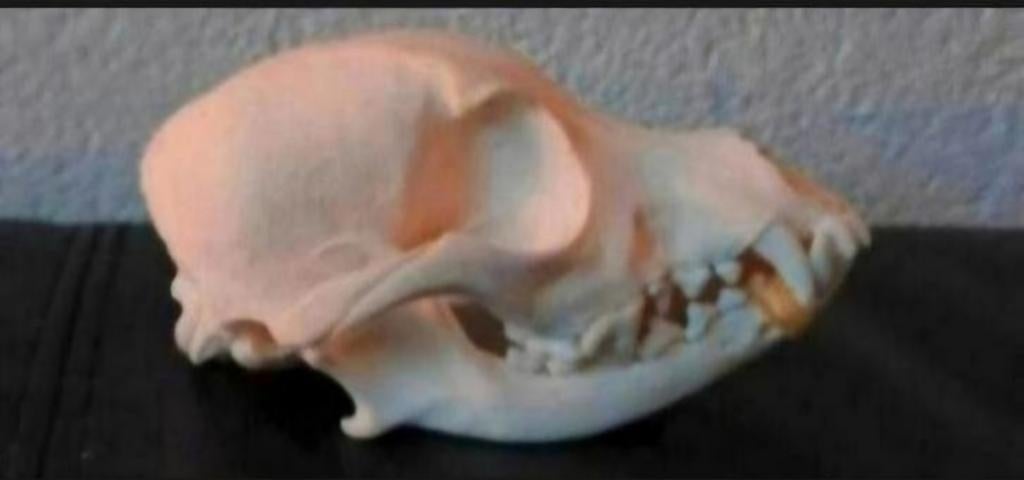 Schedel van een klein hondje - Taxidermie Dog Skull - Skelet, Ophalen of Verzenden, Hond of Kat, Schedel