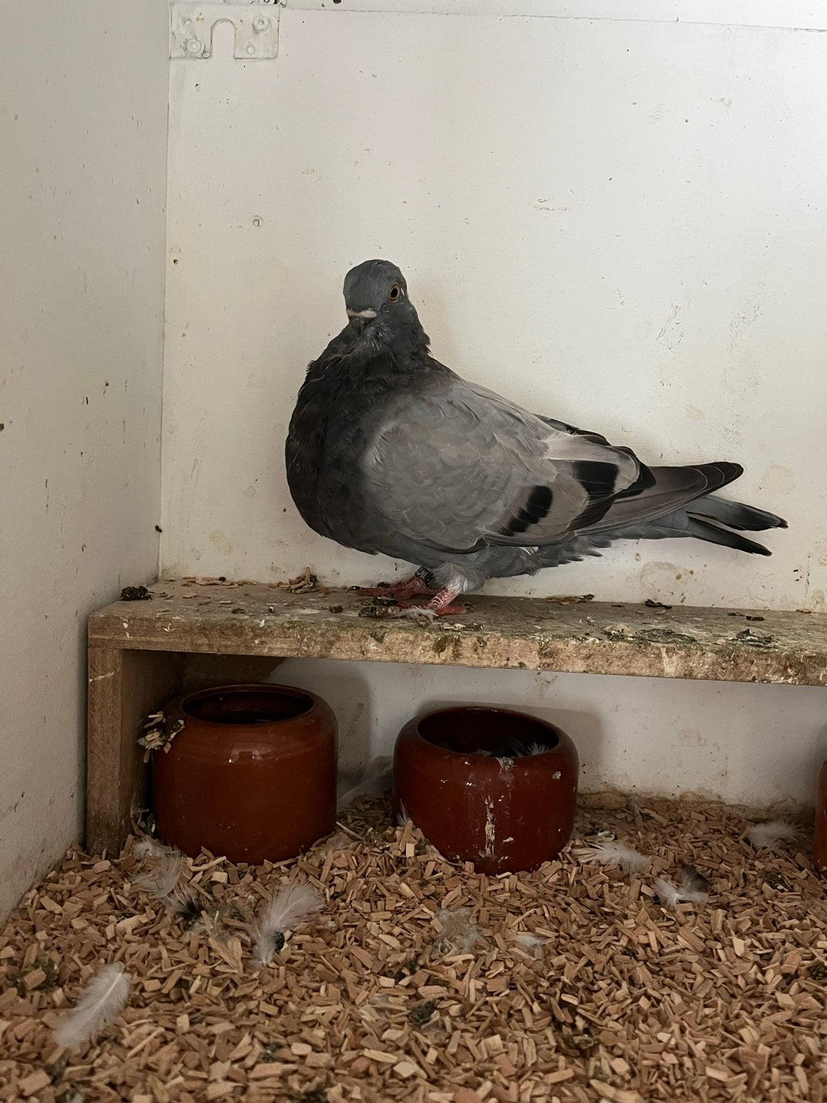 Canario kropper 2026, Dieren en Toebehoren, Vrouwelijk, Kropper