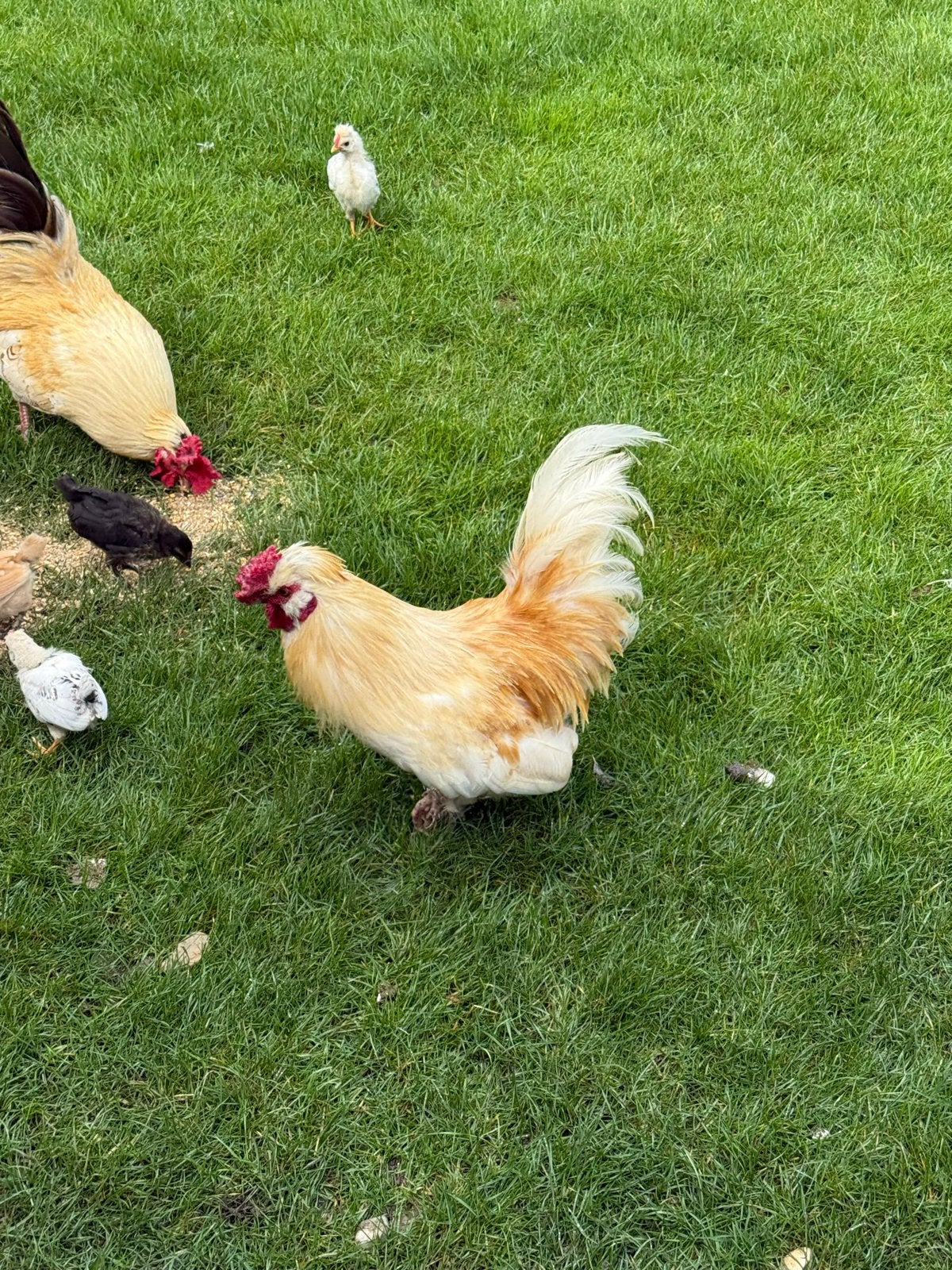 Haantjes, Dieren en Toebehoren, Pluimvee, Mannelijk, Kip