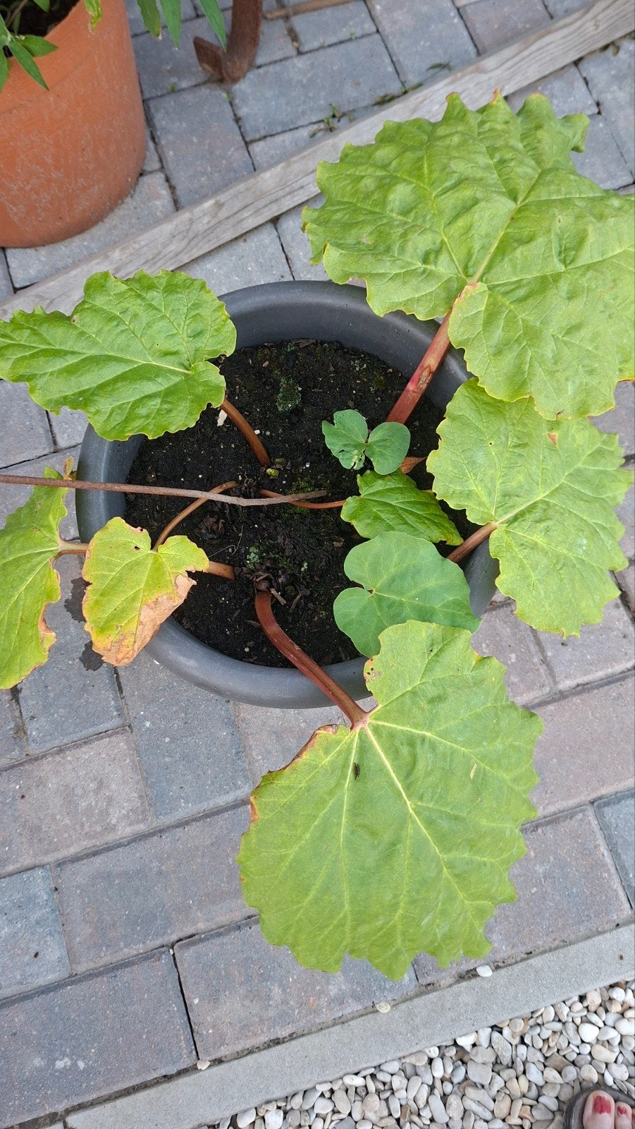 Rabarberplant, Ophalen, Overige soorten