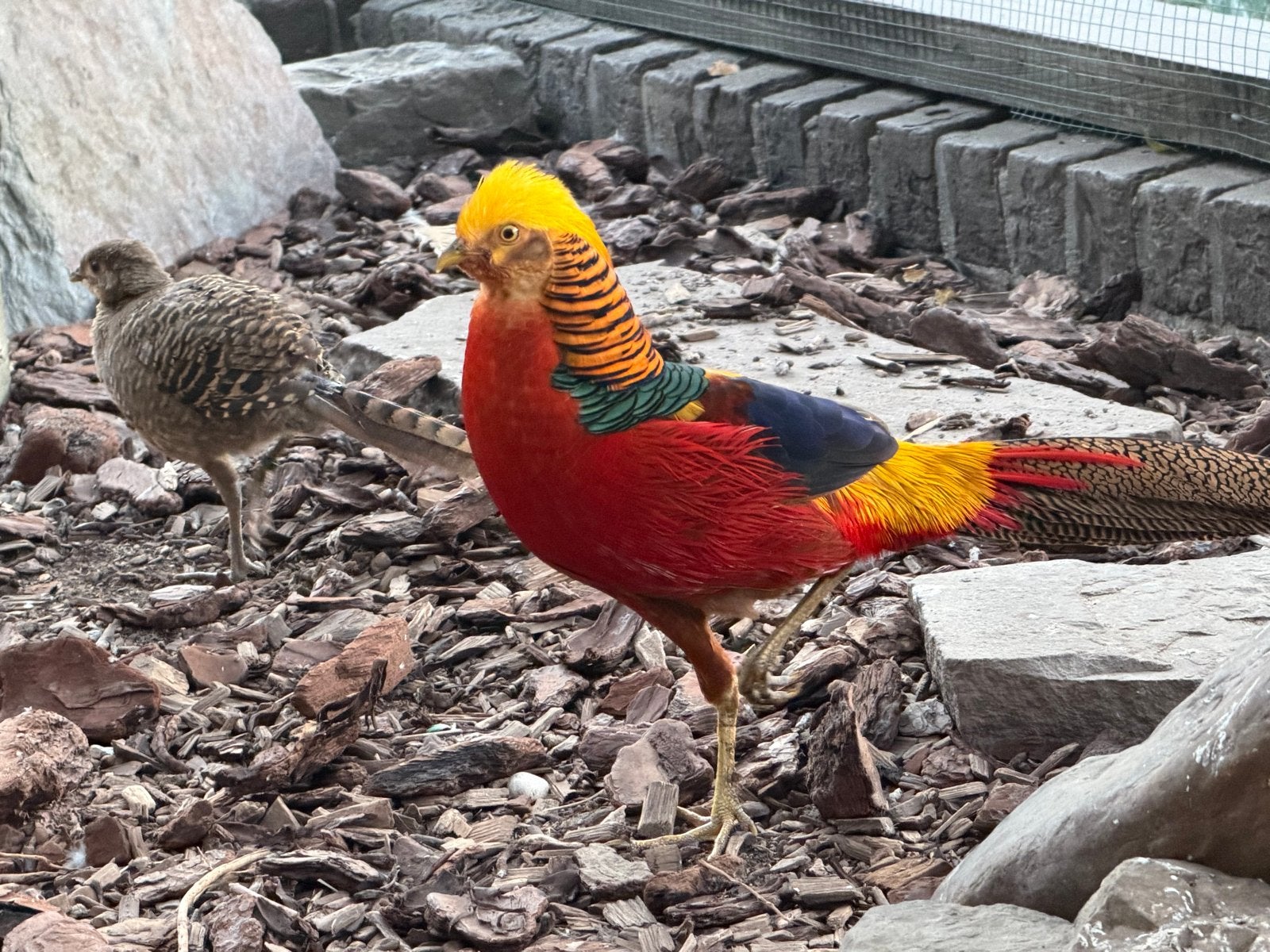 Goudfazanten, Dieren en Toebehoren, Meerdere dieren