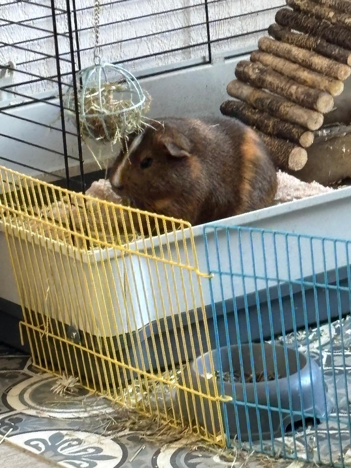 Cavia beertje gladharige 1 jaar bruin wit, Dieren en Toebehoren, Juli, Mannelijk, Cavia