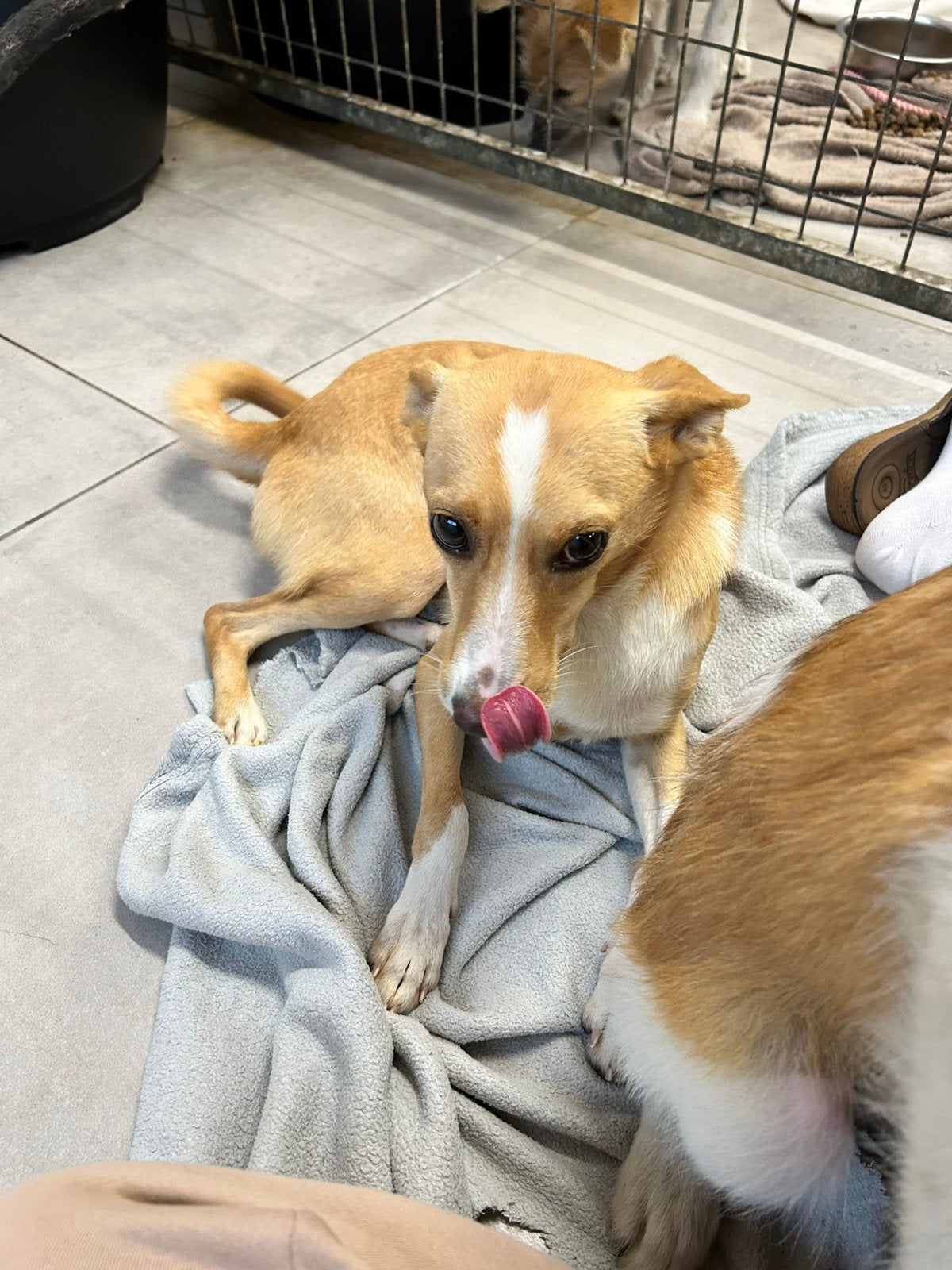 Menna, klein (6kg) teefje gesteriliseerd 2 jaar, Dieren en Toebehoren, Particulier, 1 tot 2 jaar, Buitenland, Teef