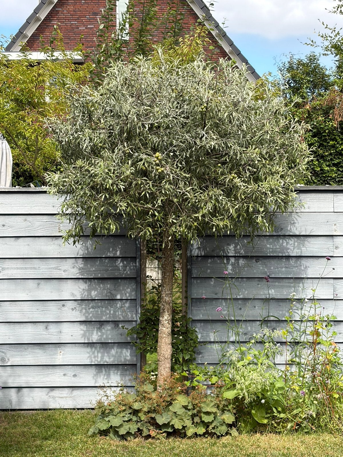 Sierpeer (Pyrus calleryana) – volwassen boom, Ophalen, Volle zon, Overige soorten
