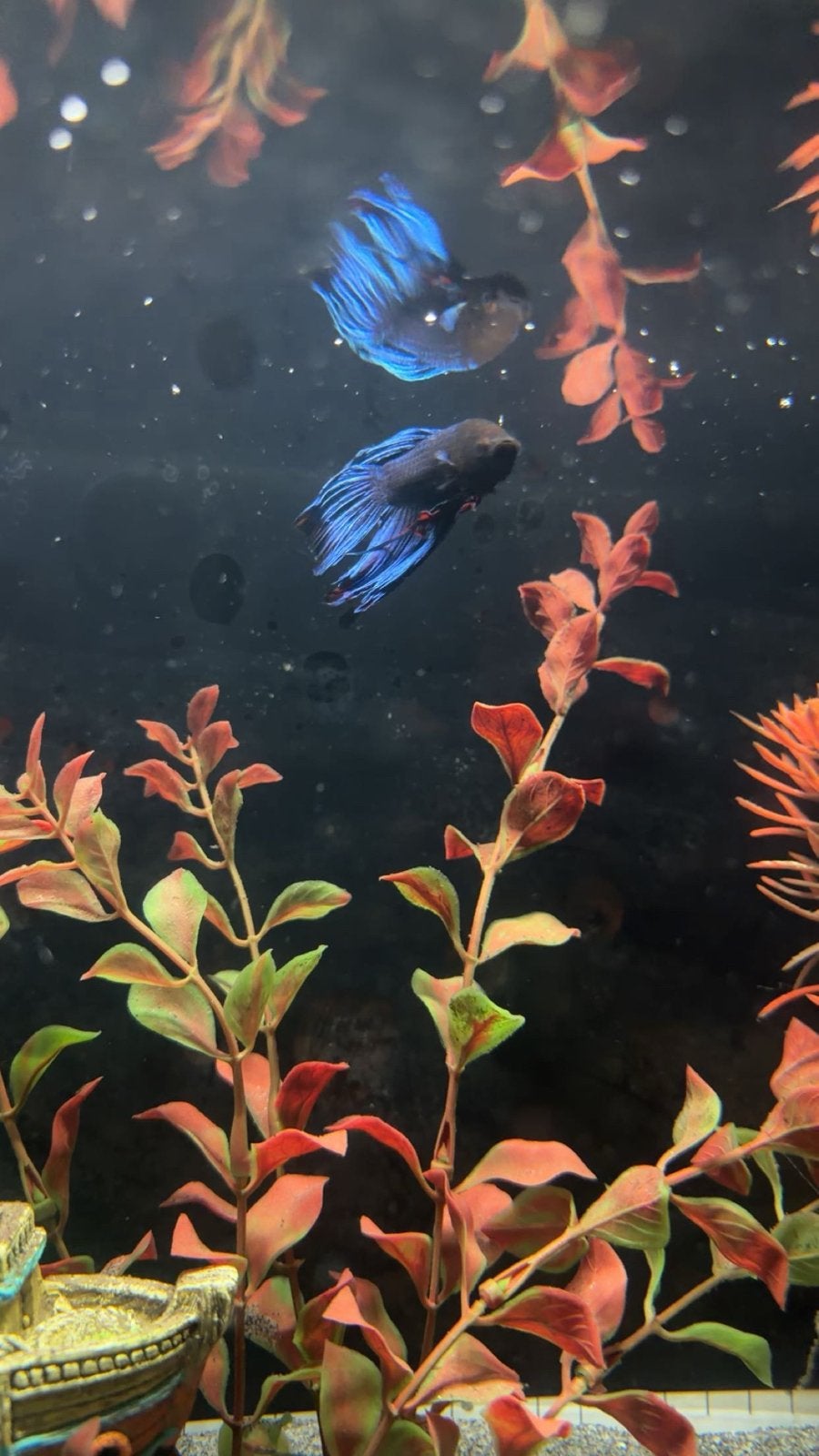 Betta vis, Vis, Zoetwatervis, Schoolvis