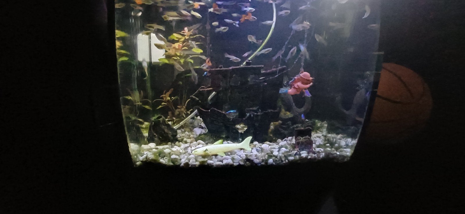 Guppies te koop, Ophalen, Overige typen