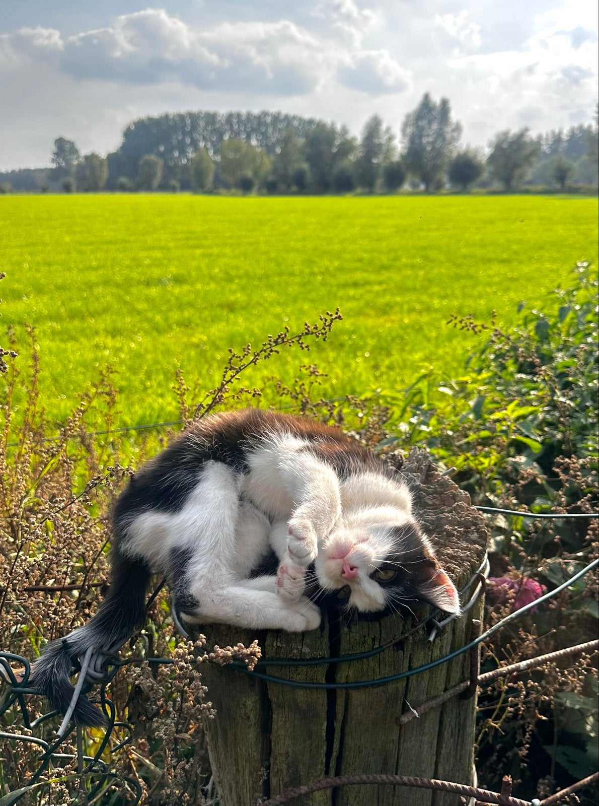 Gratis: lieve en aanhankelijke kater/kitten, Kater
