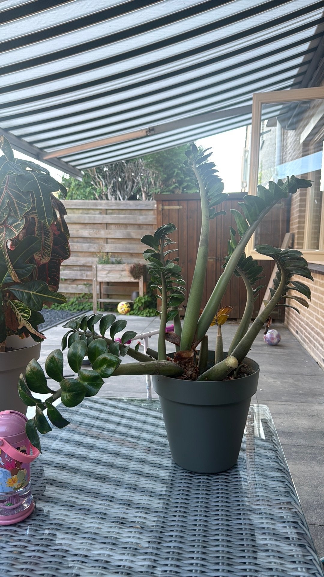Zamioculcas zamiifolia, Huis en Inrichting, Kamerplanten, Ophalen, Halfschaduw, Minder dan 100 cm