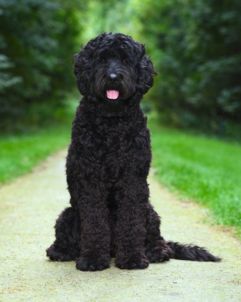 Half mrt '27 ophalen! Labradoodle pups/puppy's! Papa: WALA!, Dieren en Toebehoren, 8 tot 15 weken, Meerdere, Meerdere dieren, CDV (hondenziekte)