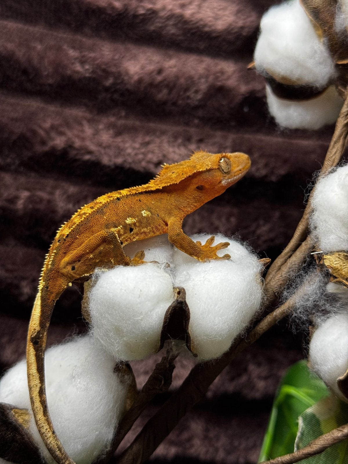 Prachtige Wimpergekko (Orange Flame Dalmatian)6 mnd Crested Gecko photo 2