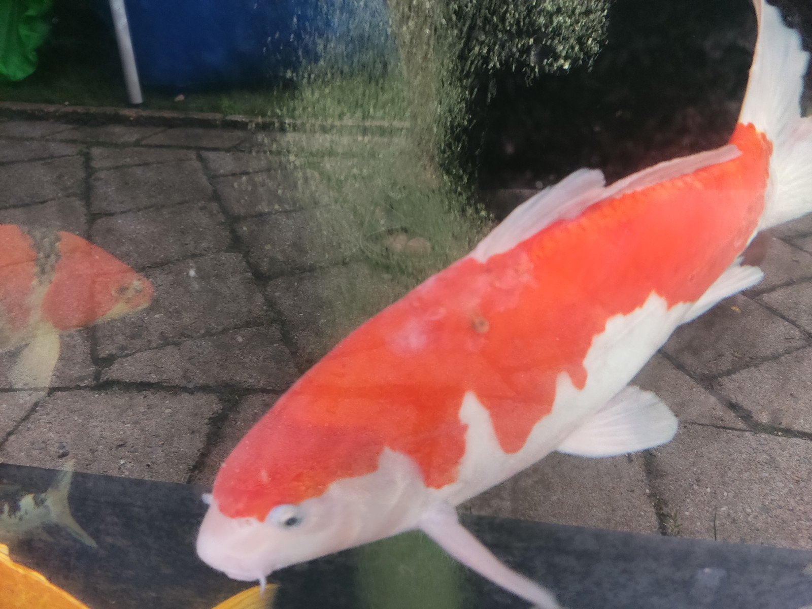 Koi karper., Karper of Koi