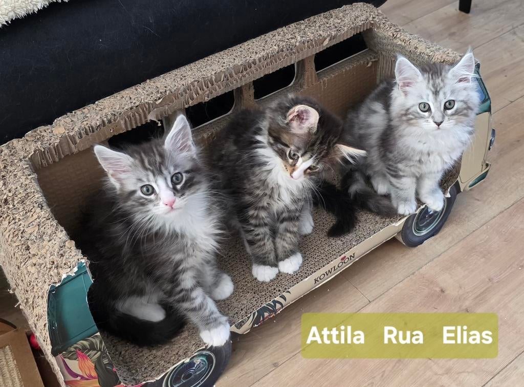 Maine Coon kittens met stamboom en gechipt, ouders getest, Kater, Met stamboom, 0 tot 2 jaar