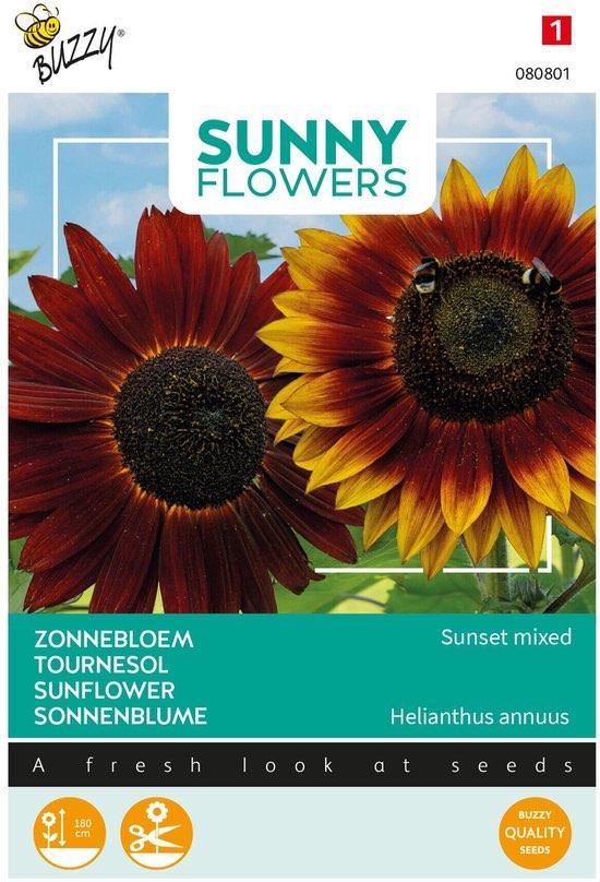 Buzzy Sunny Flowers, Zonnebloem Avondzon, Verzenden, Volle zon